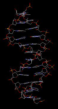 Model of a small section of a DNA helix