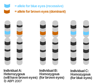 chromosomes showing matching genes with alleles shown in different colours
