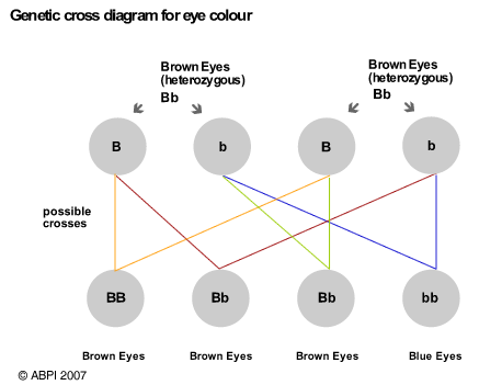 diagram eye colour 2