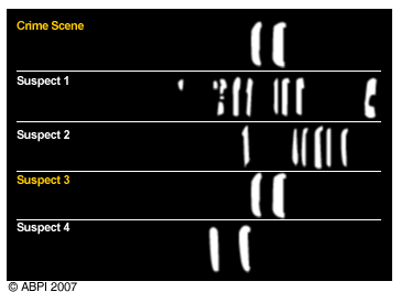diagram showing an example of comparisons of DNA fingerprints for 4 suspects compared to that found at a crime scene