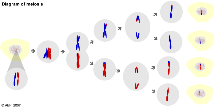 diagram of meiosis