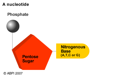drawing of a nucleotide