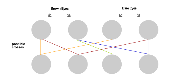 Genetic diagram cross diagram for eye colour